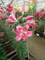 [5204 Labrador Mak No01.JPG]